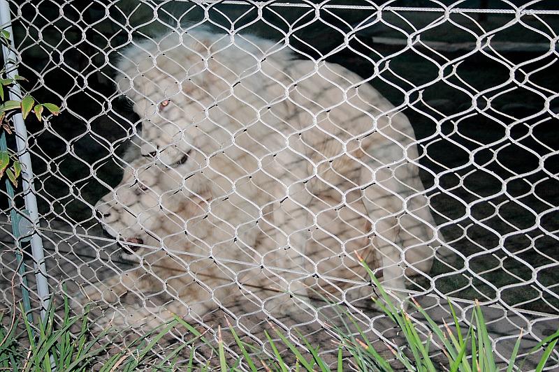 vegas5479.JPG - Siegfried & Roy’s Secret garden and Dolfins at The Mirage