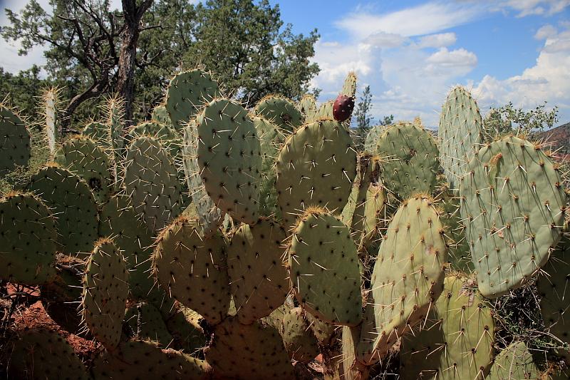 sed5370.JPG - Red Rock State Park