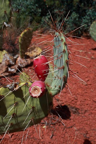 sed5372.JPG - Red Rock State Park