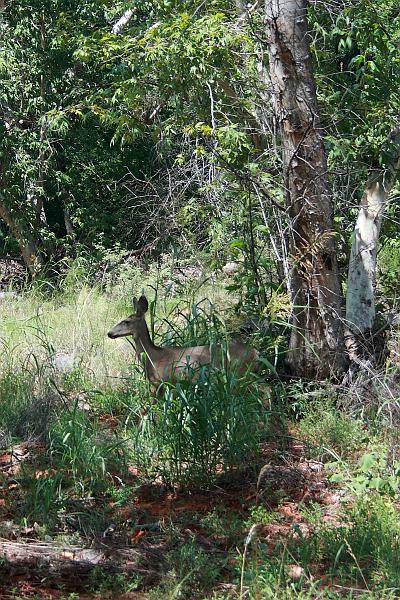 sed5380.JPG - Mule deer in the Red Rock State Park