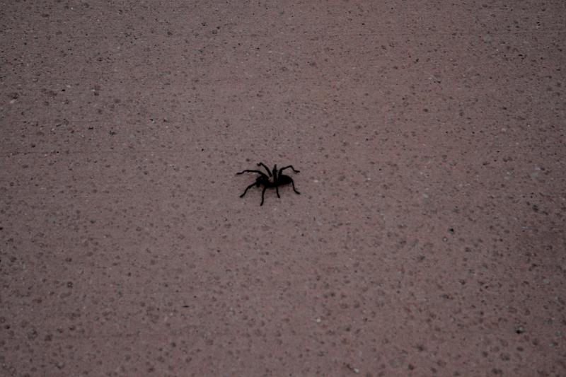 zion6138.JPG - Tarantula on our way