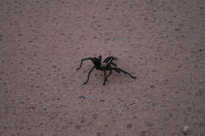 zion6139.JPG - Tarantula on our way