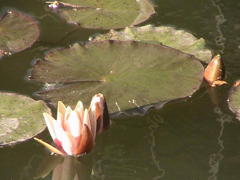 IMG_1886.jpg - Botanical Garden