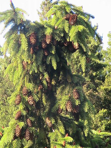 IMG_1892.jpg - Botanical Garden