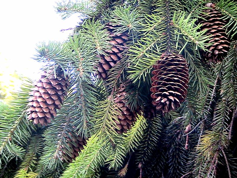 IMG_1895.jpg - Botanical Garden