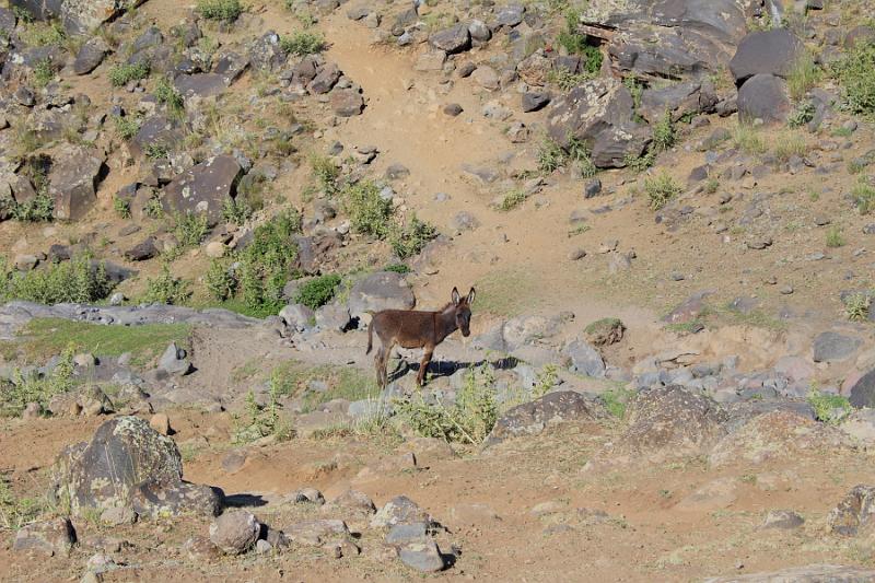 turkey0574.JPG - On the way down from the Ararat summit