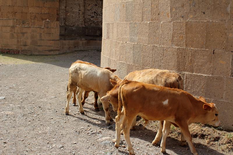 turkey0353.JPG - Cows in Ani