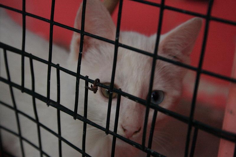 turkey0227.JPG - At the Van cat breeding station