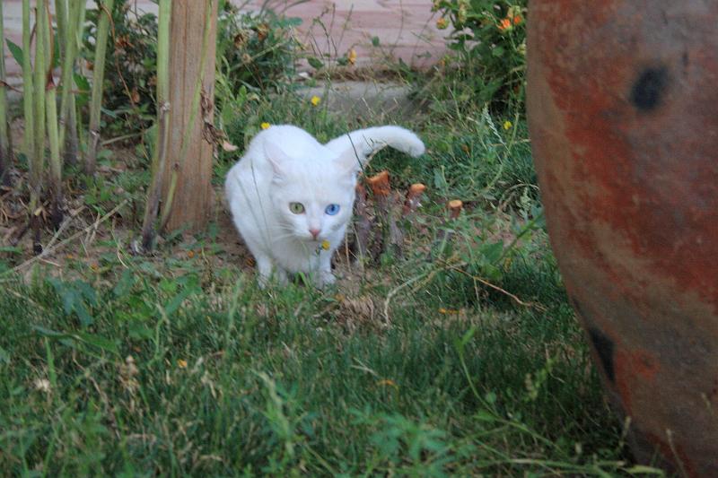 turkey0228.JPG - At the Van cat breeding station