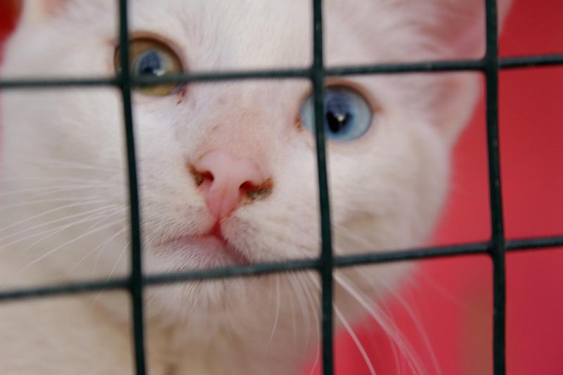 turkey0597.JPG - At the Van cat breeding station