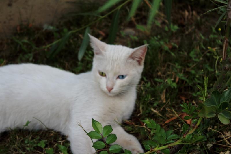 turkey0599.JPG - At the Van cat breeding station