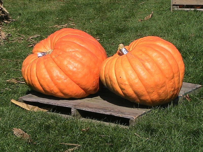 IMG_2904.jpg - Ioka Valley Farm