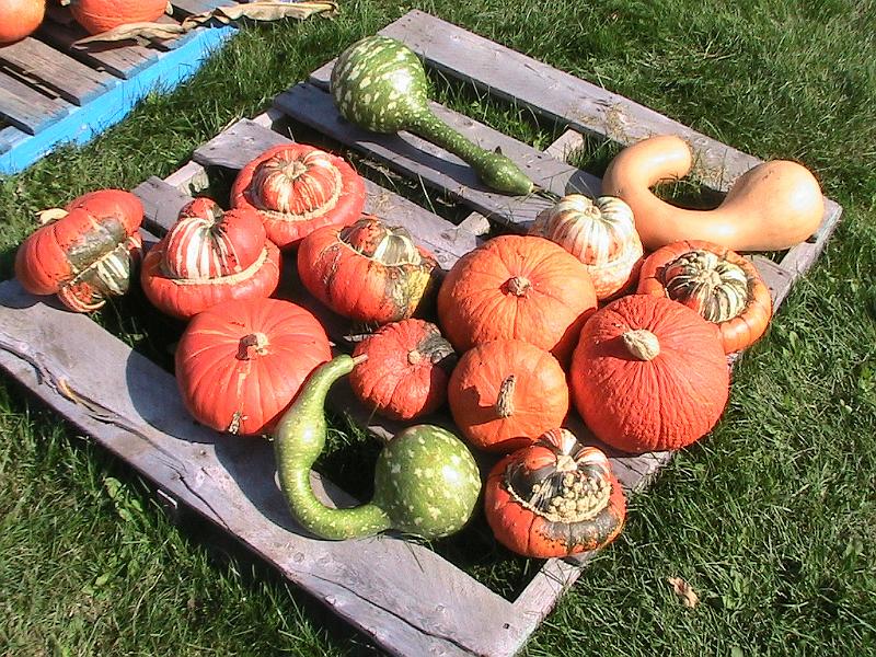 IMG_2909.jpg - Ioka Valley Farm