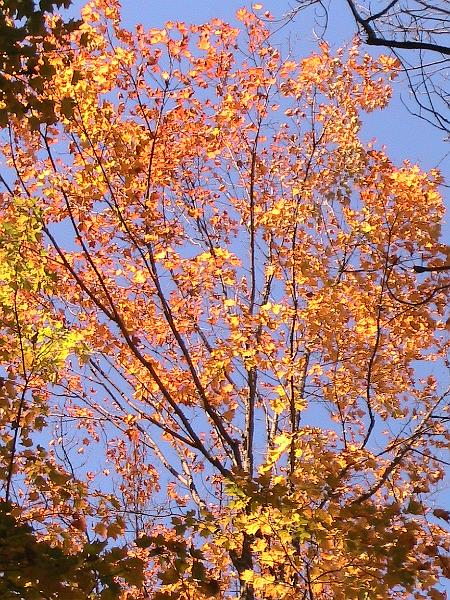 IMG_2993.jpg - Adirondack - Paul Smiths region