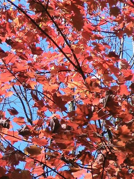 IMG_2997.jpg - Adirondack - Paul Smiths region