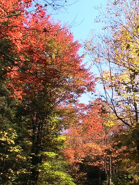 IMG_3002.jpg - Adirondack - Paul Smiths region