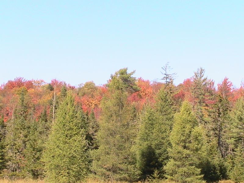 IMG_3007.jpg - Adirondack - Paul Smiths region