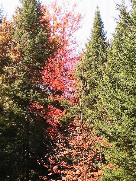 IMG_3008.jpg - Adirondack - Paul Smiths region