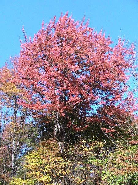 IMG_3015.jpg - Adirondack - Paul Smiths region