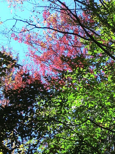 IMG_3024.jpg - Adirondack - Paul Smiths region