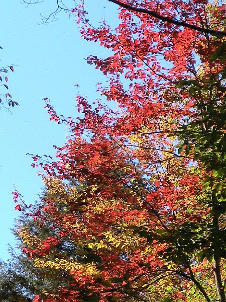 IMG_3029.jpg - Adirondack - Paul Smiths region