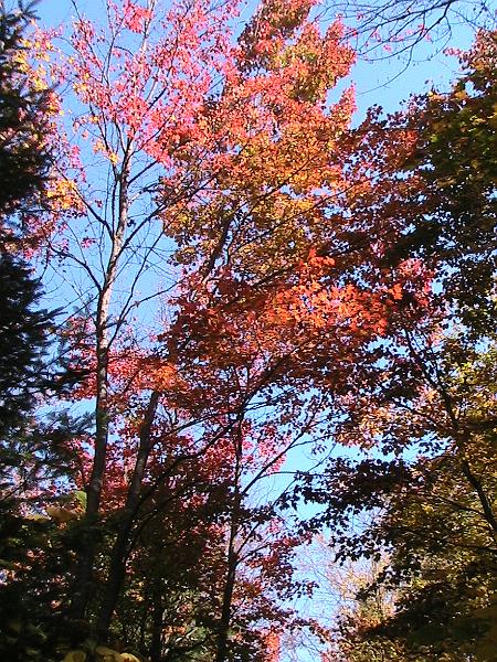 IMG_3042.jpg - Adirondack - Paul Smiths region