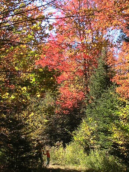 IMG_3048.jpg - Adirondack - Paul Smiths region