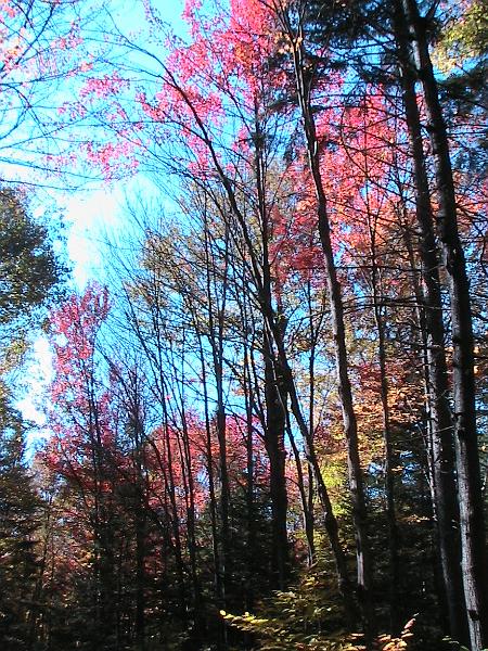 IMG_3080.jpg - Adirondack - Paul Smiths region