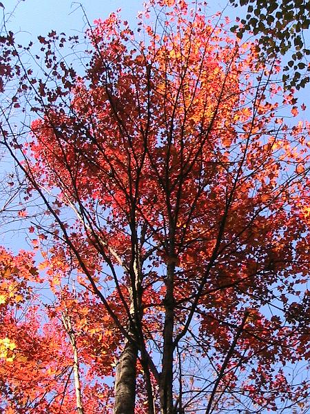 IMG_3084.jpg - Adirondack - Paul Smiths region