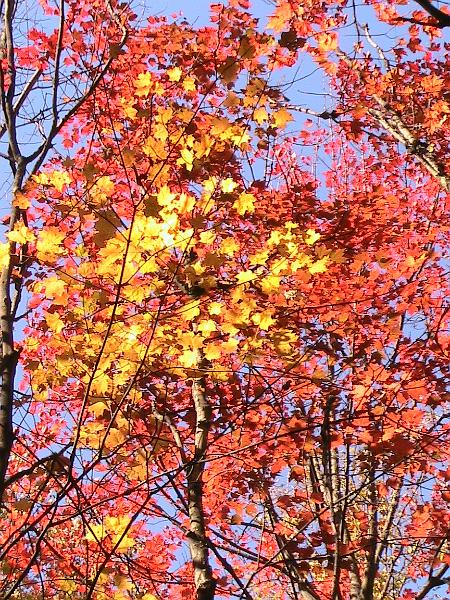 IMG_3086.jpg - Adirondack - Paul Smiths region