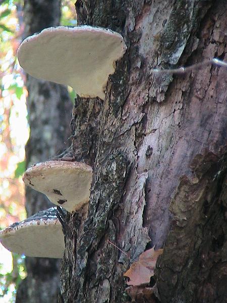 IMG_3090.jpg - Adirondack - Paul Smiths region