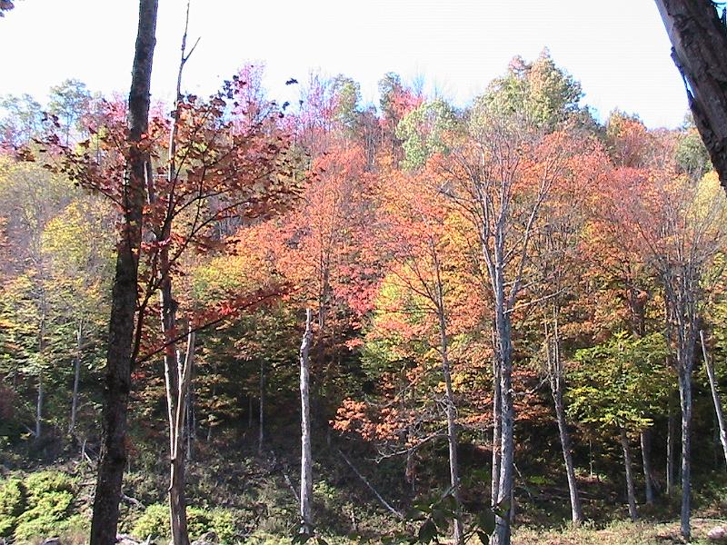 IMG_3096.jpg - Adirondack - Paul Smiths region