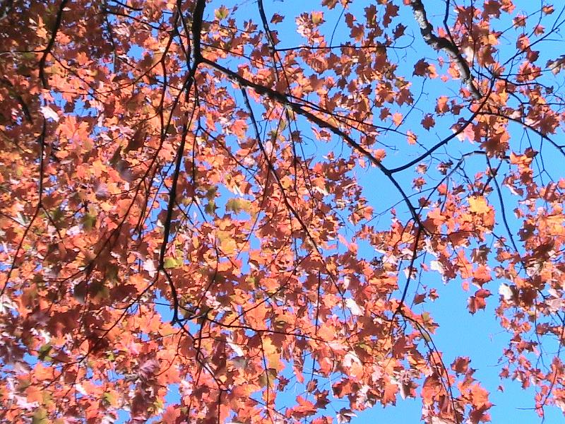 IMG_3101.jpg - Adirondack - Paul Smiths region