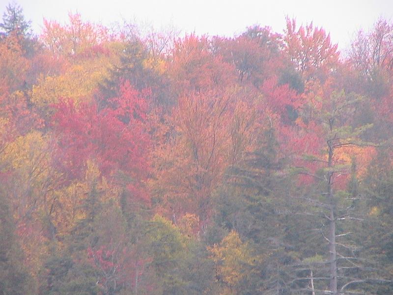 IMG_3203.jpg - Adirondack - Paul Smiths region