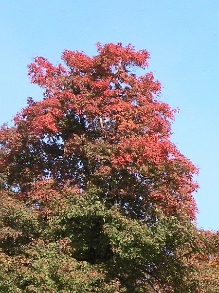 IMG_3324.jpg - Vermont - Ludlow, Mt. Okemo