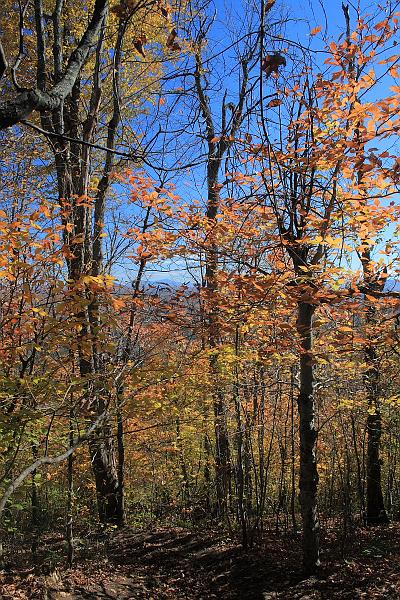 falliage6360.JPG