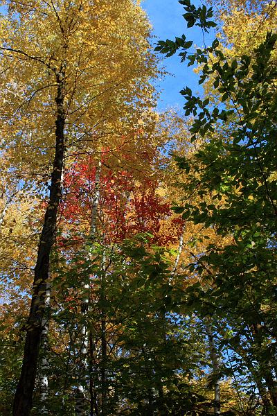 falliage6399.JPG