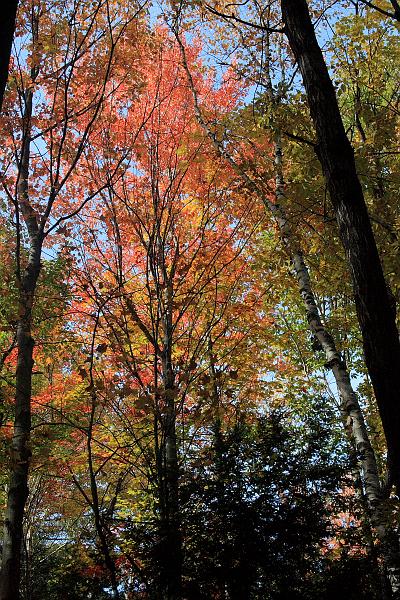falliage6402.JPG