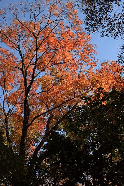 falliage6406.JPG