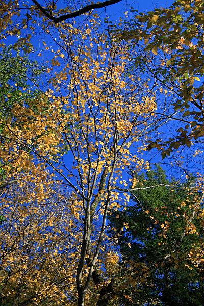 fing4126.JPG - Fillmore Glen State Park