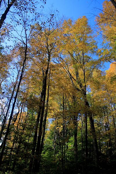 fing4128.JPG - Fillmore Glen State Park