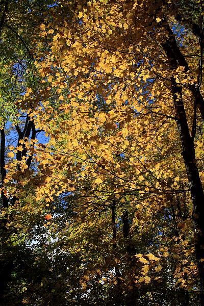 fing4129.JPG - Fillmore Glen State Park