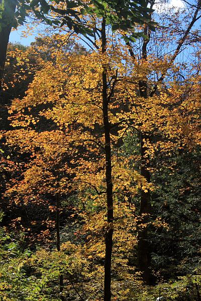 fing4132.JPG - Fillmore Glen State Park