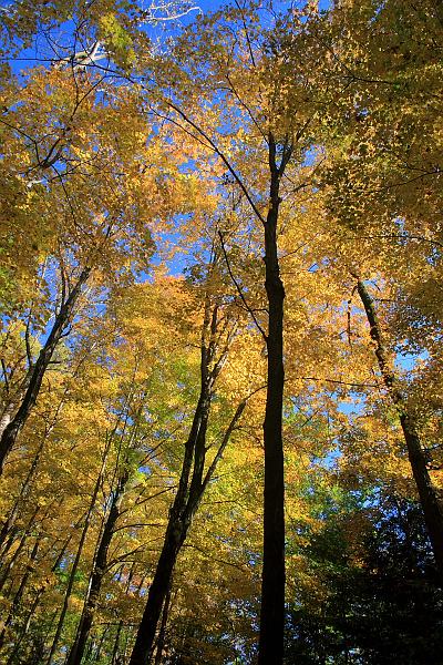 fing4133.JPG - Fillmore Glen State Park