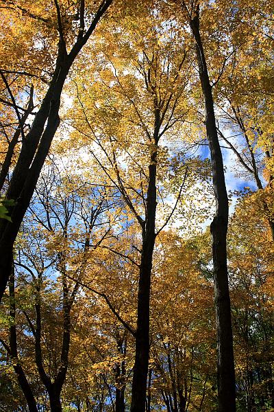 fing4135.JPG - Fillmore Glen State Park