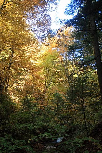 fing4145.JPG - Fillmore Glen State Park