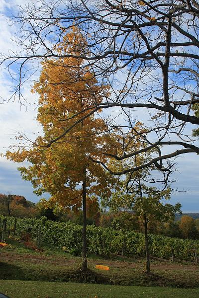 fing4252.JPG - Keuka springs winery