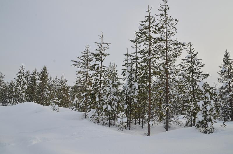 Finland0121.jpg - Arctic Circle Snowmobile Voyage