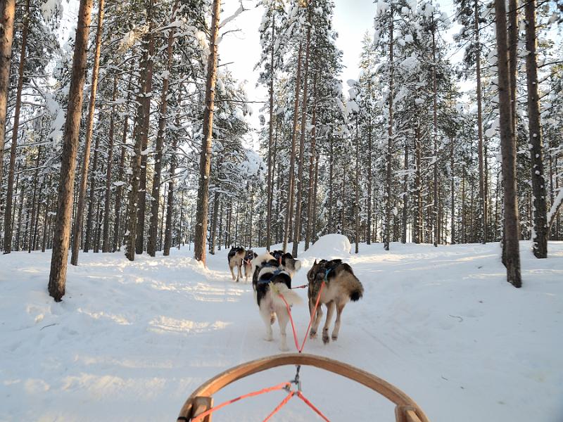 Finland0153.jpg - Husky Sleigh Ride