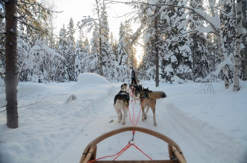 Finland0155.jpg - Husky Sleigh Ride